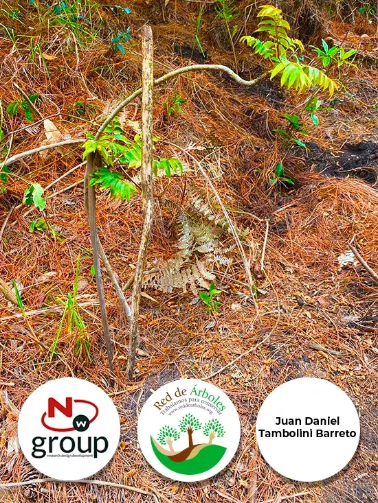 Fundación siembra árboles a nombre de Juan Daniel Tambolini Barreto