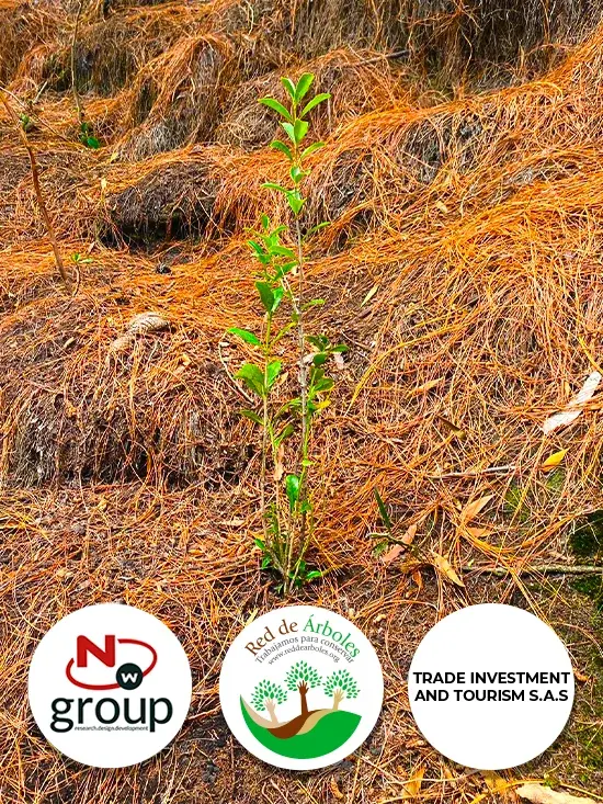 Fundación siembra árboles a nombre de TRADE INVESTMENT AND TOURISM SAS