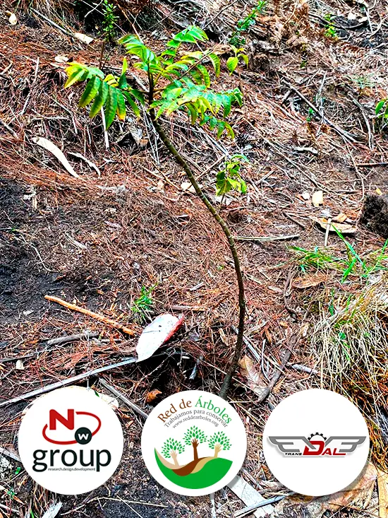 Fundación siembra árboles a nombre de TRANSDAL SPA