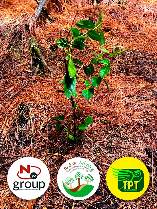 Fundación siembra árboles a nombre de TRANSPRO TOUR'S SAS