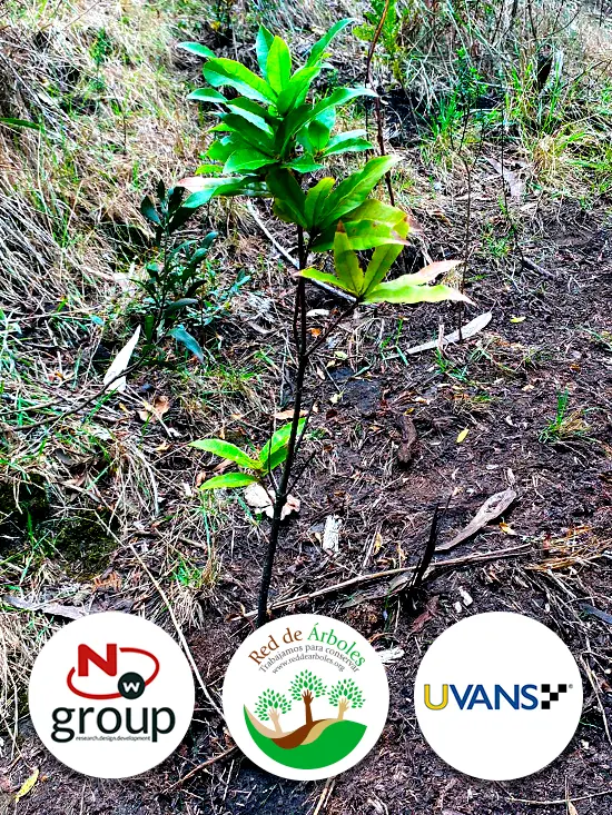 Fundación siembra árboles a nombre de Ultravans S.A.S