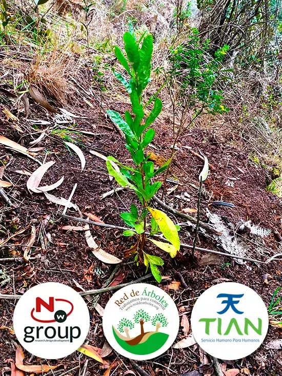 Fundación siembra árboles a nombre de TIAN IPS