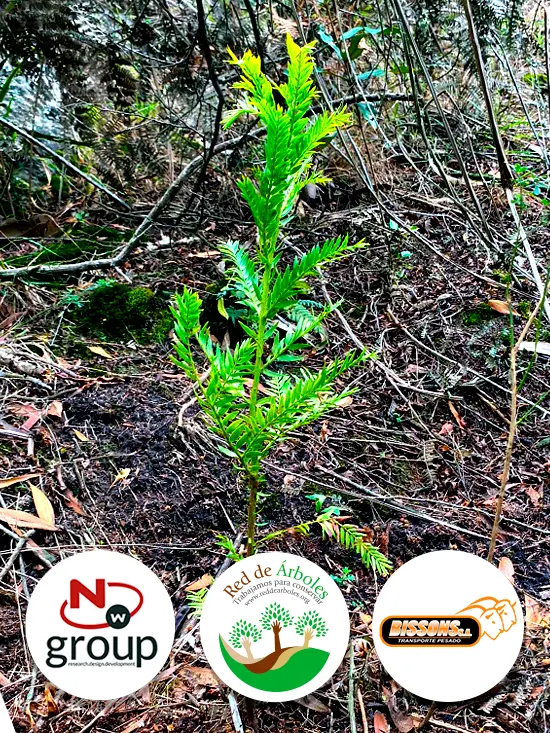 Fundación siembra árboles a nombre de Bissons S.A.S