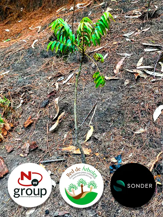 Fundación siembra árboles a nombre de SONDER COLOMBIA