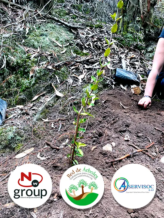 Fundación siembra árboles a nombre de ASERVISOC SAS 
