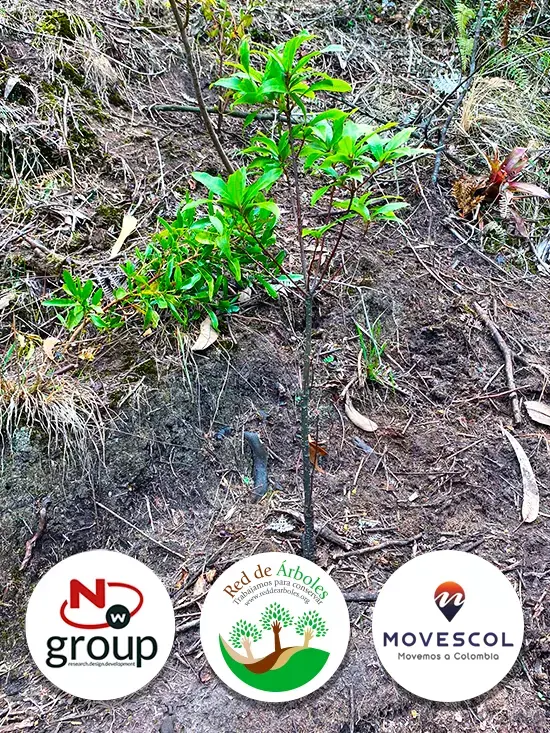 Fundación siembra árboles a nombre de MOVESCOL