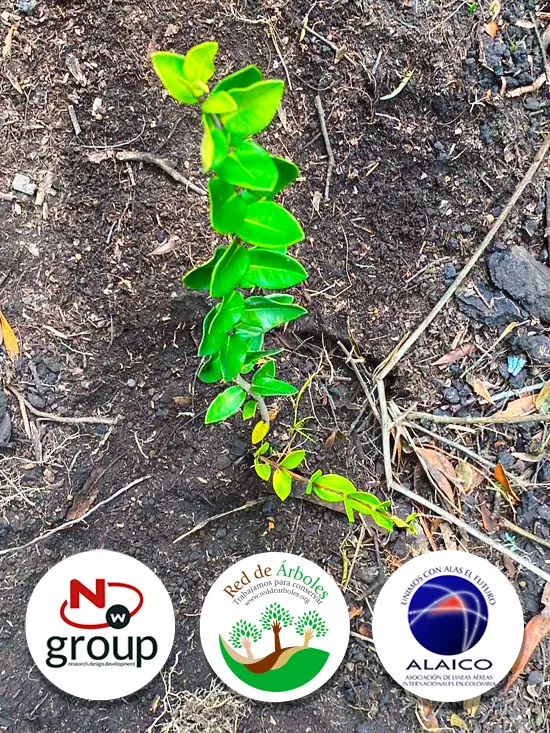 Fundación siembra árboles a nombre de ALAICO