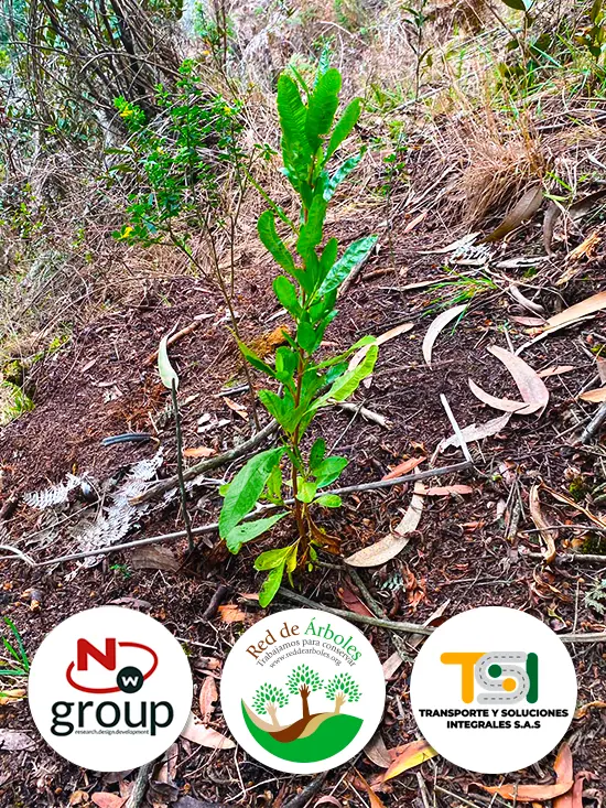 Fundación siembra árboles a nombre de Transporte y Soluciones Integrales S.A.S