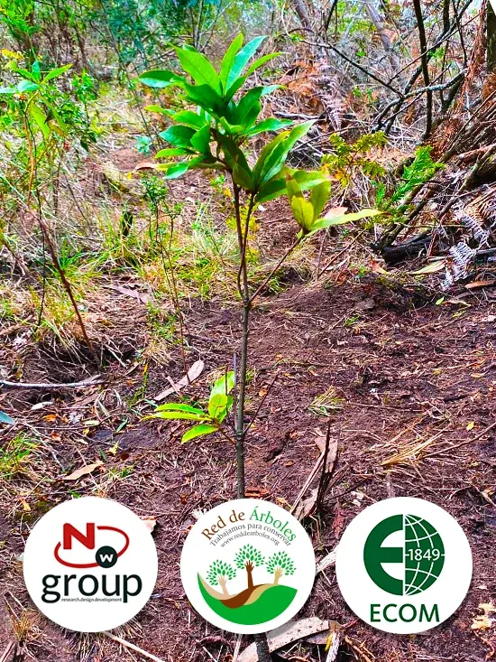 Fundación siembra árboles a nombre de ECOM