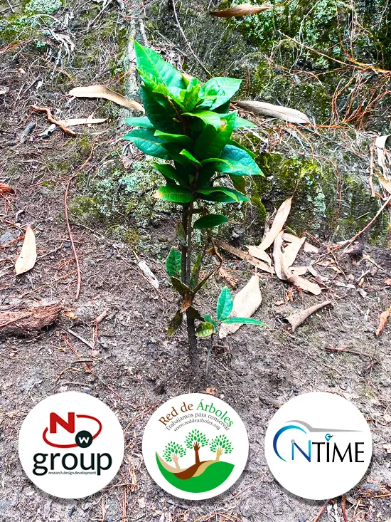 Fundación siembra árboles a nombre de On Time Latam S.A.S