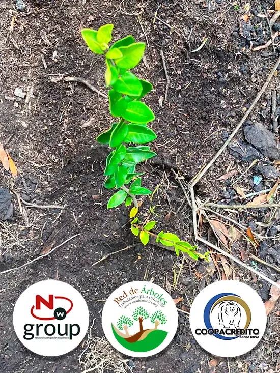 Fundación siembra árboles a nombre de Coopacrédito Santa Rosa S.A.S 