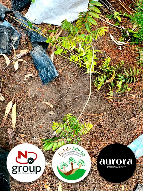 Fundación siembra árboles a nombre de AURORA FASHION & BEAUTY 