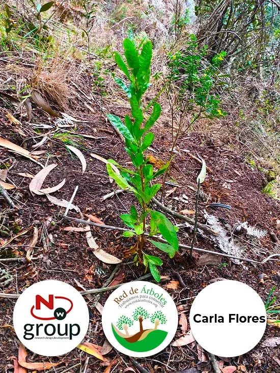 Fundación siembra árboles a nombre de Carla Flores