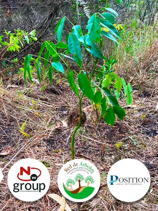 Fundación siembra árboles a nombre de Position Logic Intermodal S.A