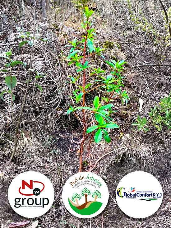 Fundación siembra árboles a nombre de Empresa de transporte Global Confort R.Y.J S.A.S Zomac