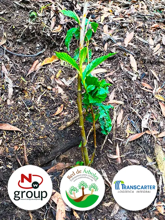 Fundación siembra árboles a nombre de Transcarter S.A.S