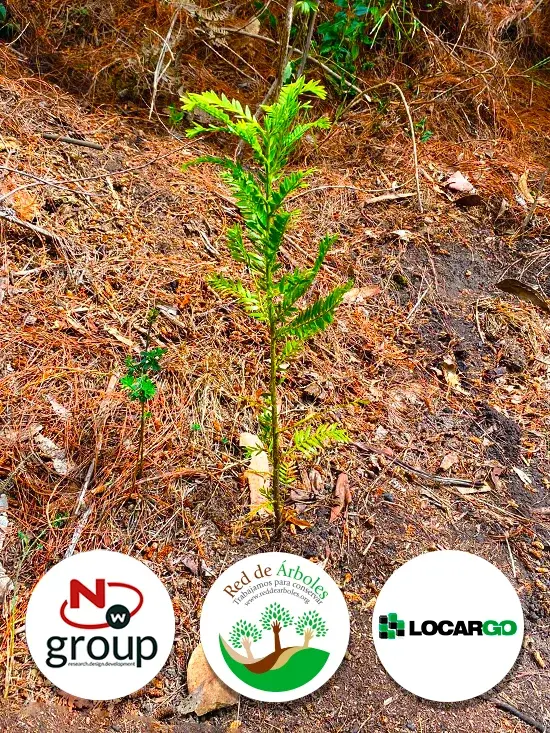 Fundación siembra árboles a nombre de Logística y carga del Oriente S.A.S