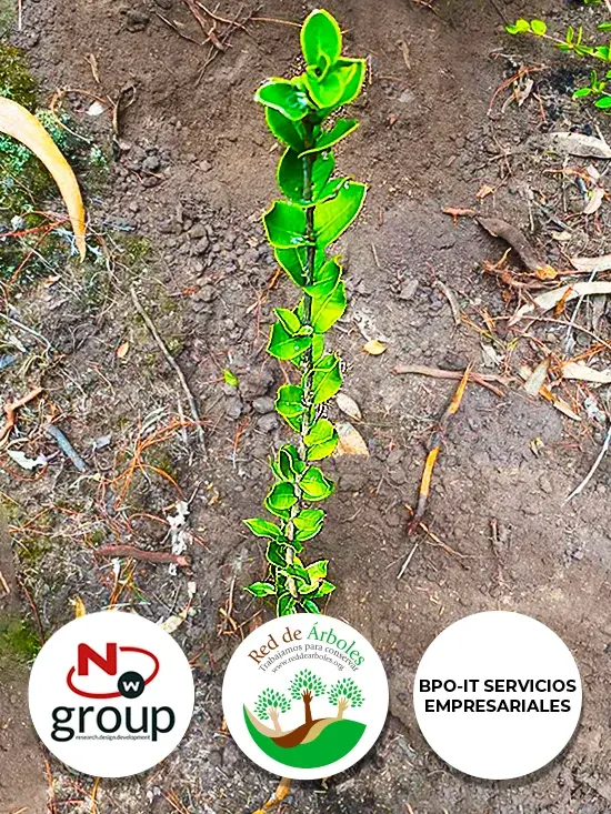 Fundación siembra árboles a nombre de BPO-IT SERVICIOS EMPRESARIALES