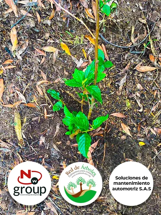 Fundación siembra árboles a nombre de Soluciones de mantenimiento automotriz S.A.S 