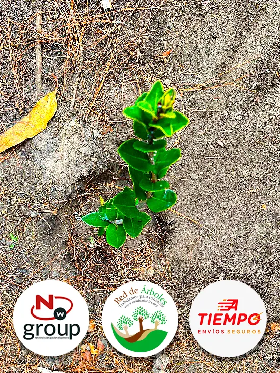 Fundación siembra árboles a nombre de A Tiempo Envío Seguro