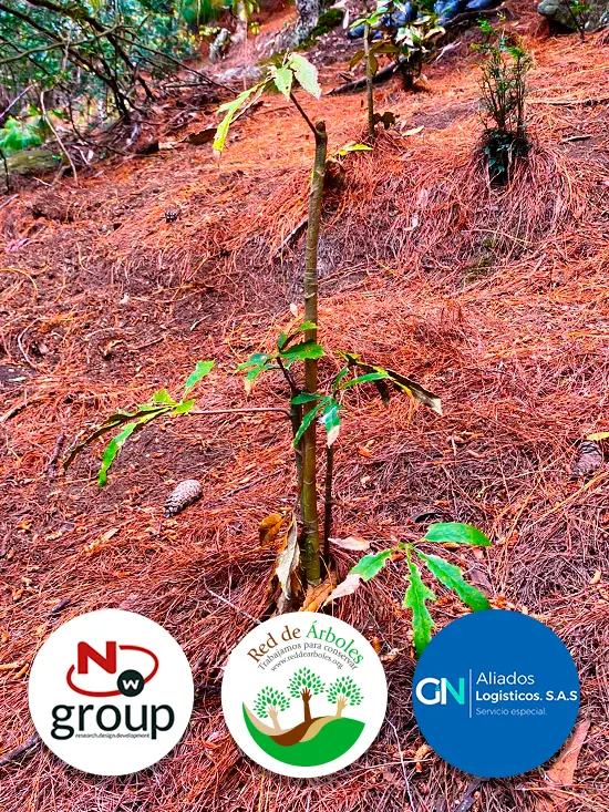 Fundación siembra árboles a nombre de Aliados Logísticos G&N S.A.S