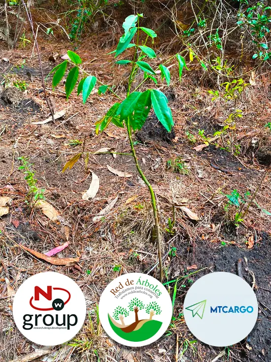 Fundación siembra árboles a nombre de MT Cargo S.A.S