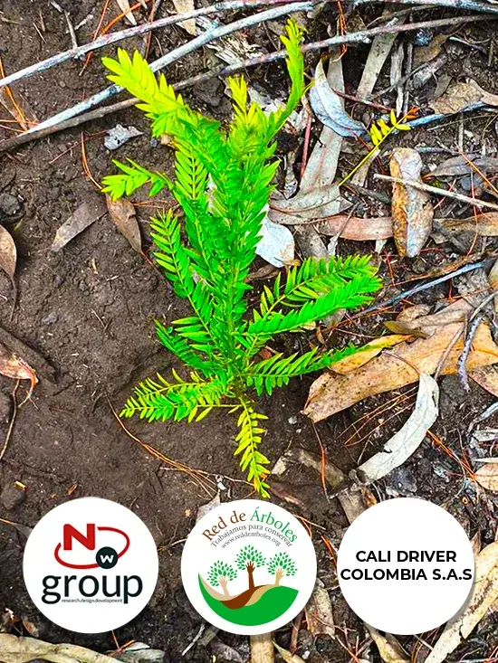 Fundación siembra árboles a nombre de CALI DRIVER COLOMBIA S.A.S