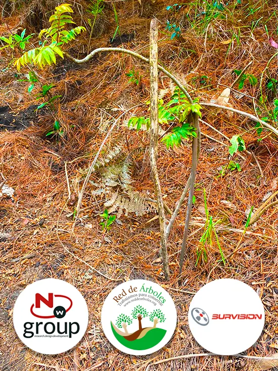 Fundación siembra árboles a nombre de SURVISION