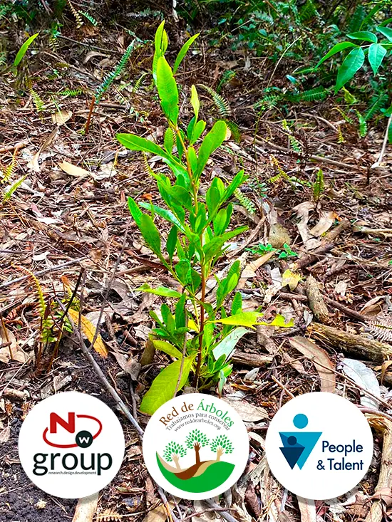 Fundación siembra árboles a nombre de People & Talent