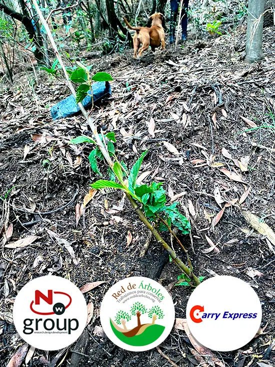 Fundación siembra árboles a nombre de CARRY EXPRESS SAS