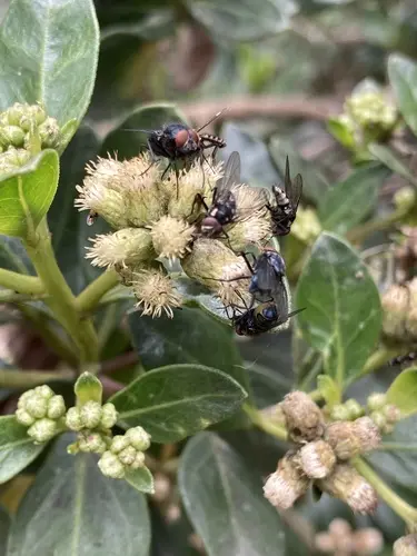 Ciro (Baccharis macrantha)