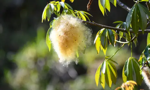 Ceiba (Ceiba pentandra)