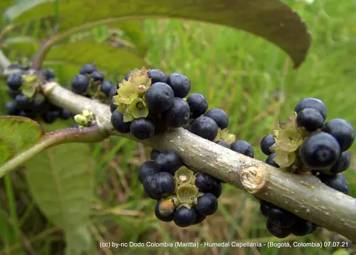 Tinto (Cestrum mutisii)