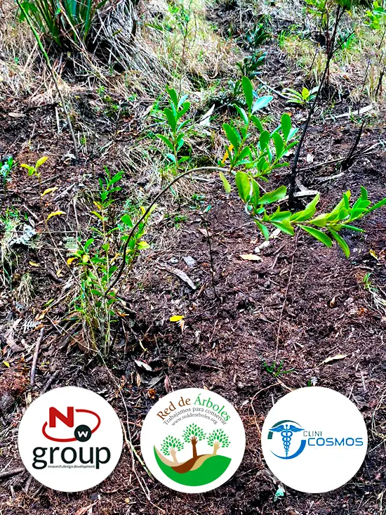 Fundación siembra árboles a nombre de Cosmos Support S.A.S