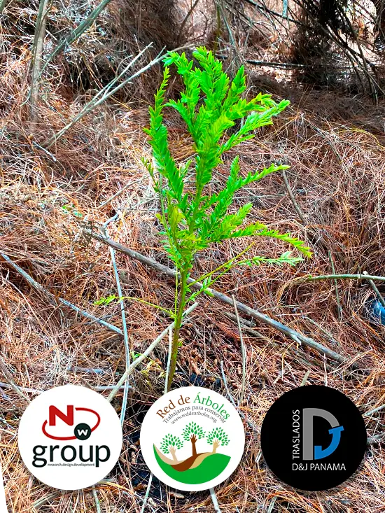 Fundación siembra árboles a nombre de D&J Traslados Panamá