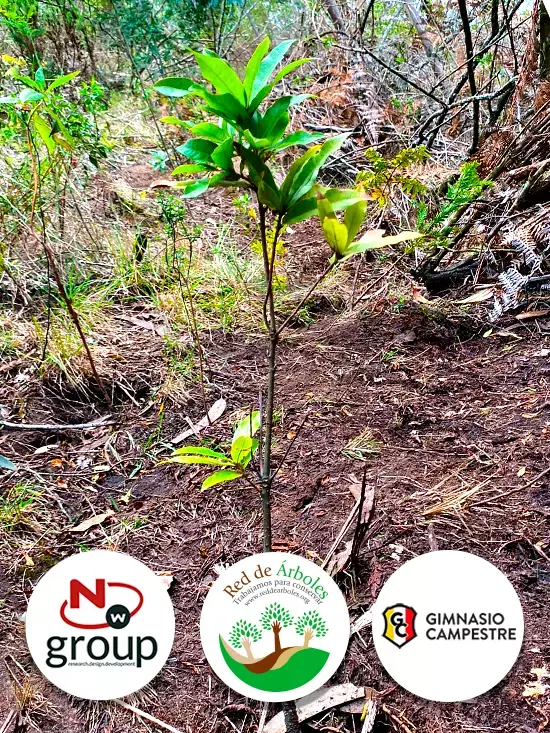 Fundación siembra árboles a nombre de Gimnasio Campestre