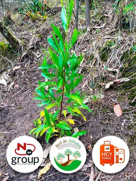Fundación siembra árboles a nombre de HCY Travel