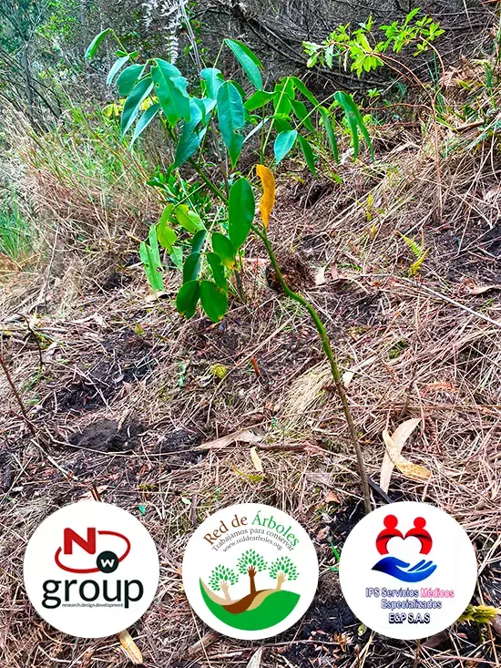 Fundación siembra árboles a nombre de IPS Servicios Médicos E&P SAS