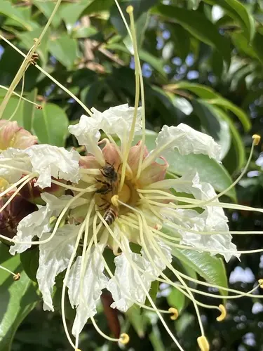 Guayacán de Manizales (Lafoensia acuminata)