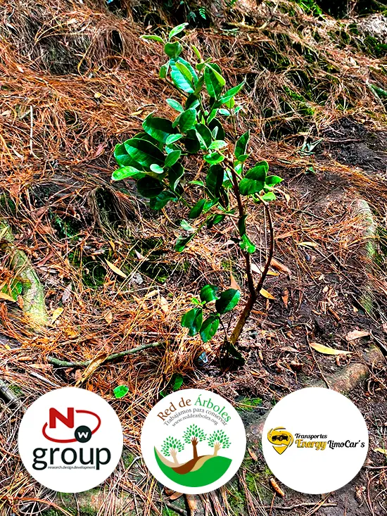 Fundación siembra árboles a nombre de TRANSPORTES ENERGY LIMOCARS S.A.S