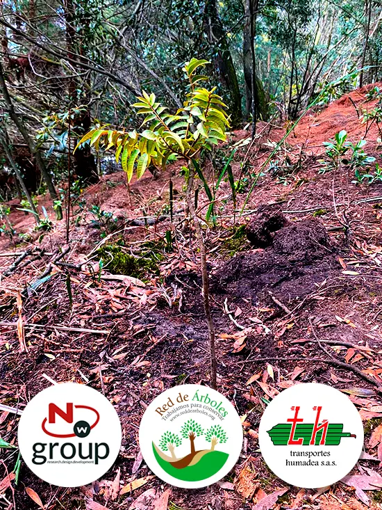 Fundación siembra árboles a nombre de TRANSPORTES HUMADEA S.A.S