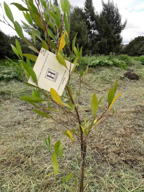 Fundación siembra árboles a nombre de Hermeco