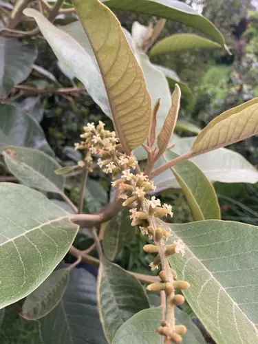Cajeto, Quimulá (Citharexylum subflavescens)