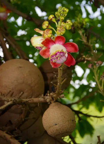 Bala de cañón (Couroupita guianensis)