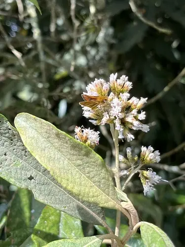 Amarguero amarillo (Critoniopsis bogotana)