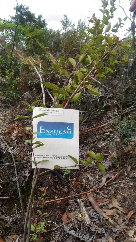 Fundación siembra árboles a nombre de Ensueño 