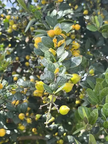 Espino (Duranta mutisii)