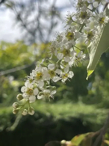 Cerezo (Prunus serotina)