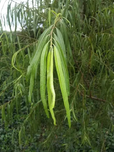 Sauce Llorón (Salix humboldtiana)