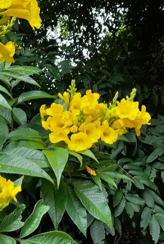 Chicalá (Tecoma stans)